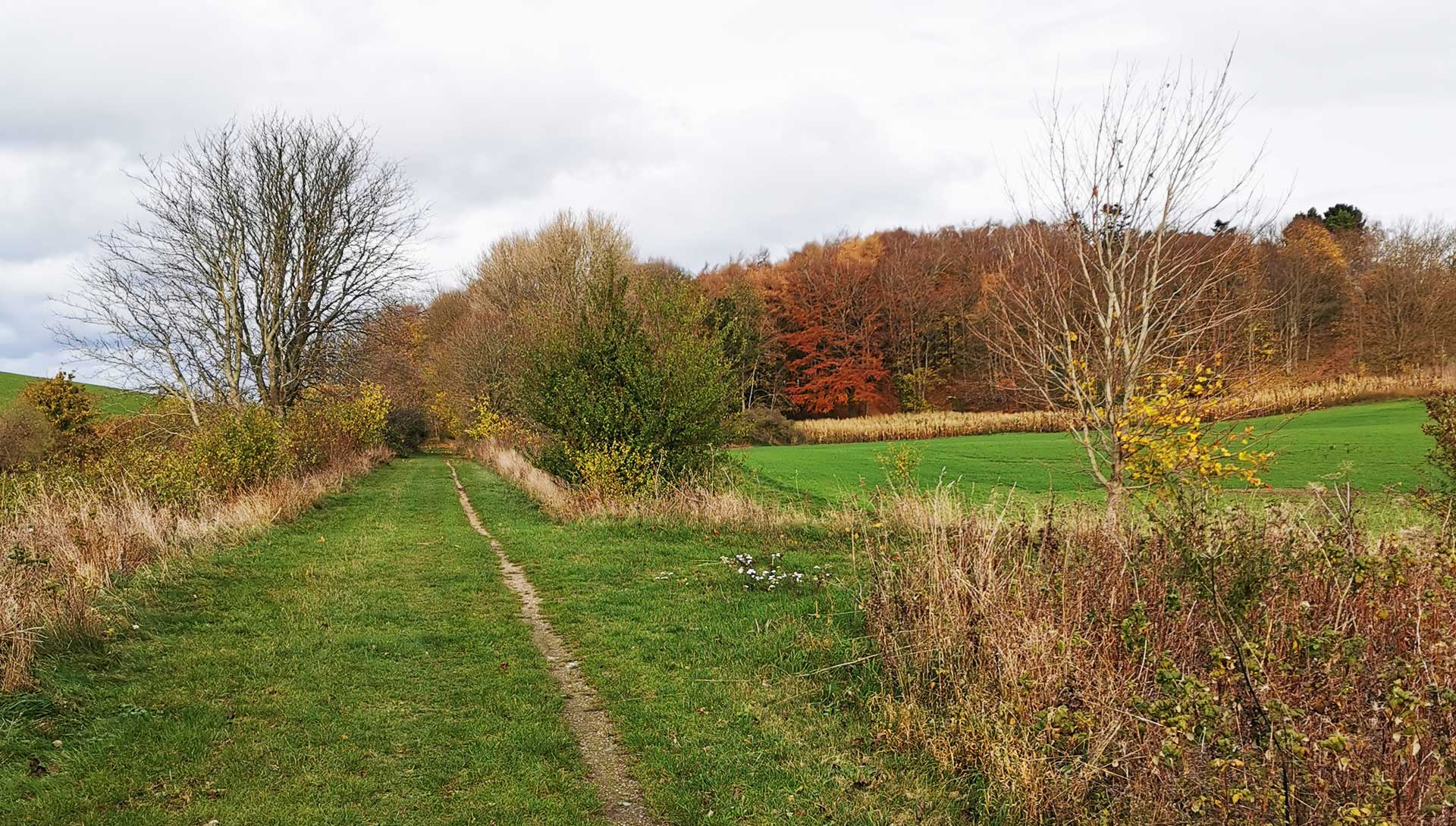 Værslevstien med udsigt til skov i efterårsfarver