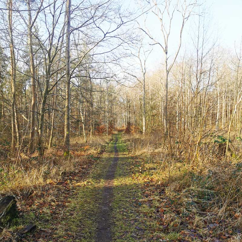 Fjordstien (etape 7) i Kongsøre Skov