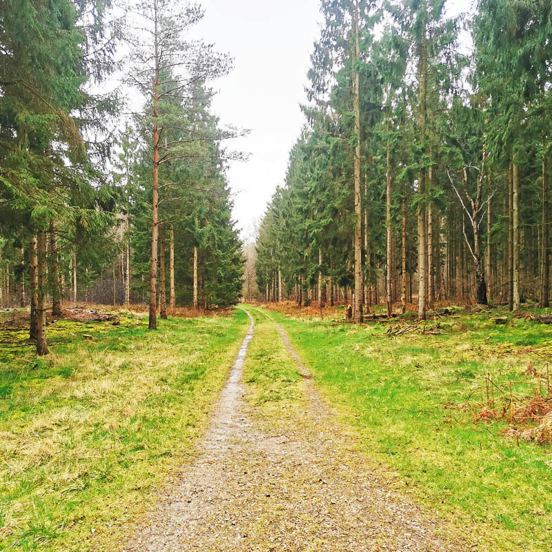 Skovsti igennem nåleskov i Gribskov