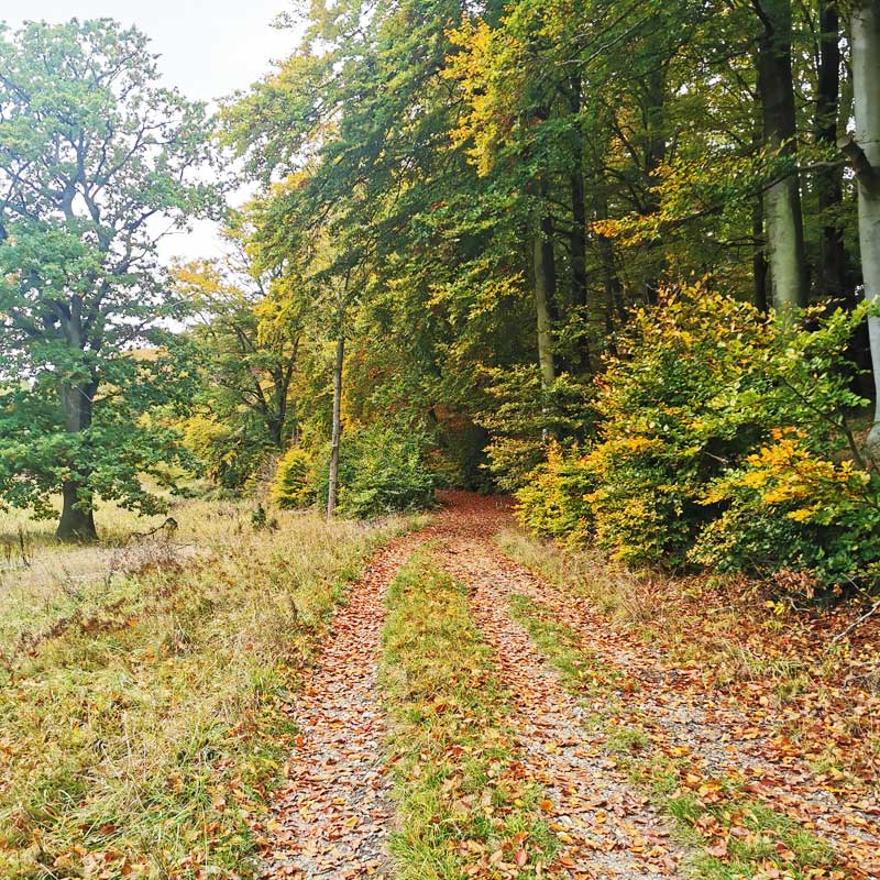 Køge Å Stien & Ringsted Oplevelsessti gennem skov