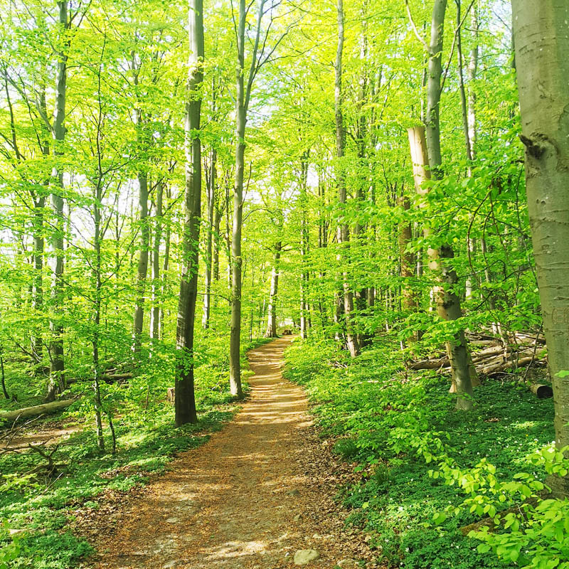 Susåleden gennem Rådmandshaven