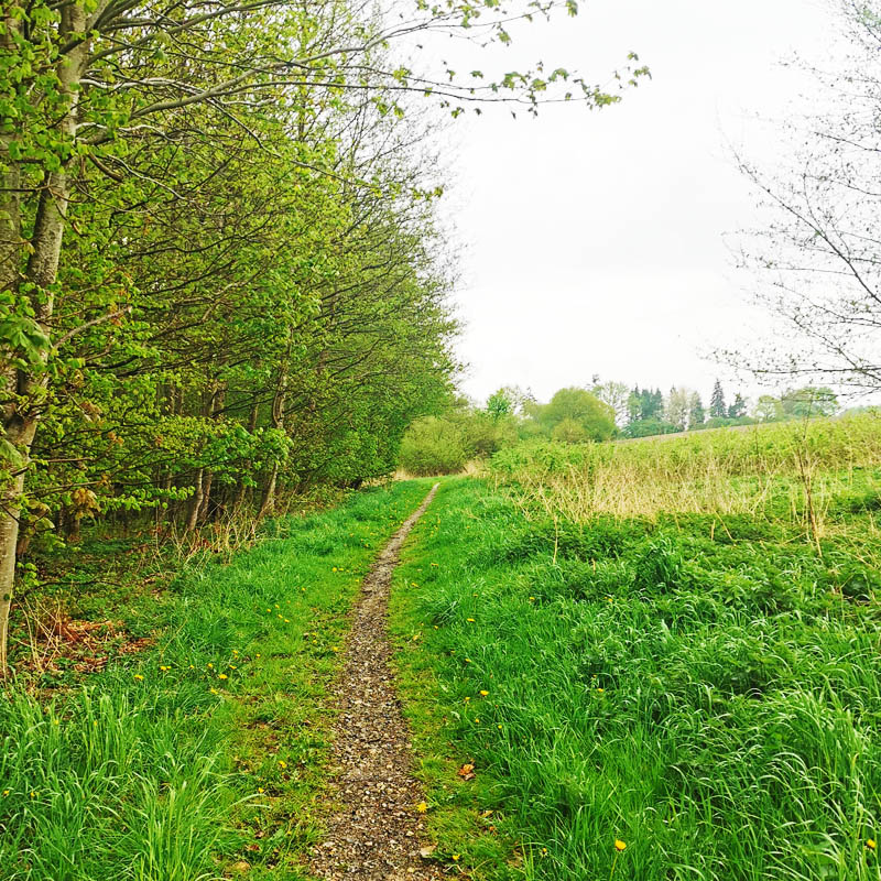 Susåleden gennem Kongskilde Naturområde