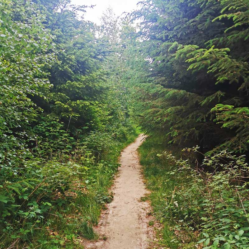 Sydsjællands Kyst (etape 3) i skoven øst for Præstø