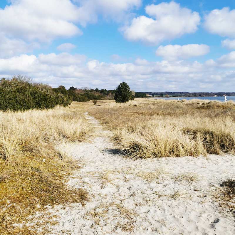 Sydsjællands Kyst (etape 2) på Feddet Strand