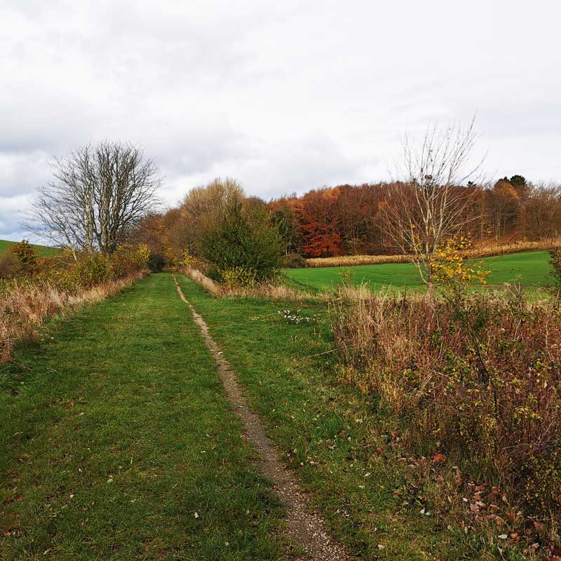 Værslevstien med udsigt til efterårsskov