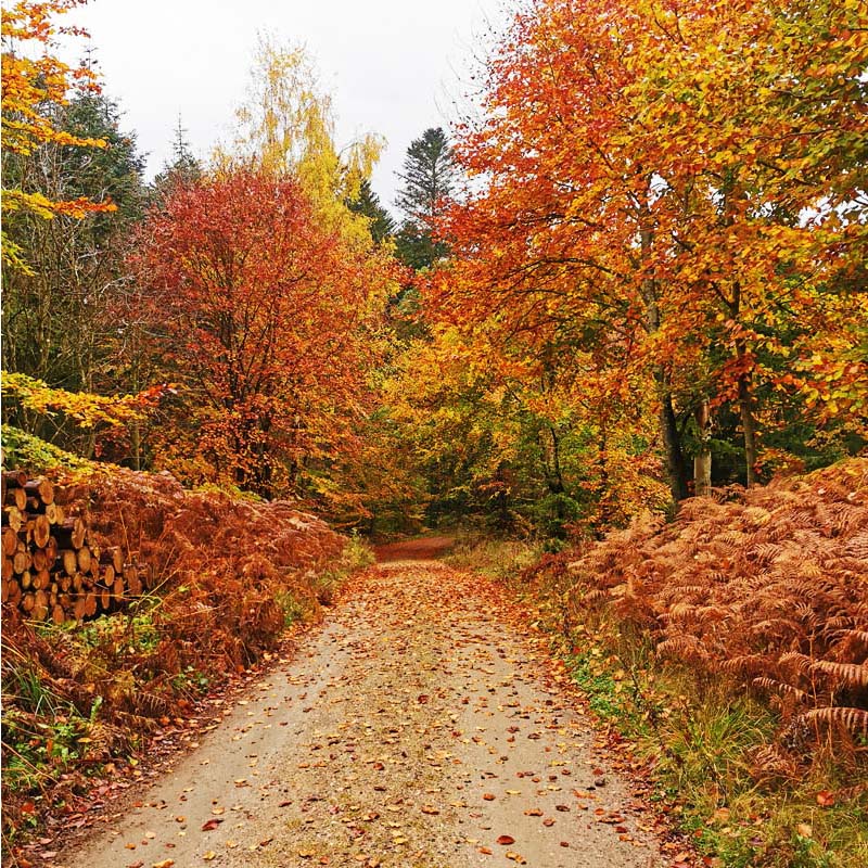 Skjoldungestien i Bidstrup Skovene