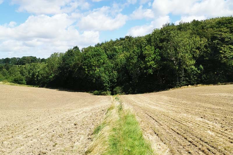 Sommer på Skjoldungestien